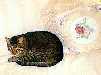 purrcy_small.jpg